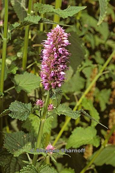 agastache rugosa 2 graphic